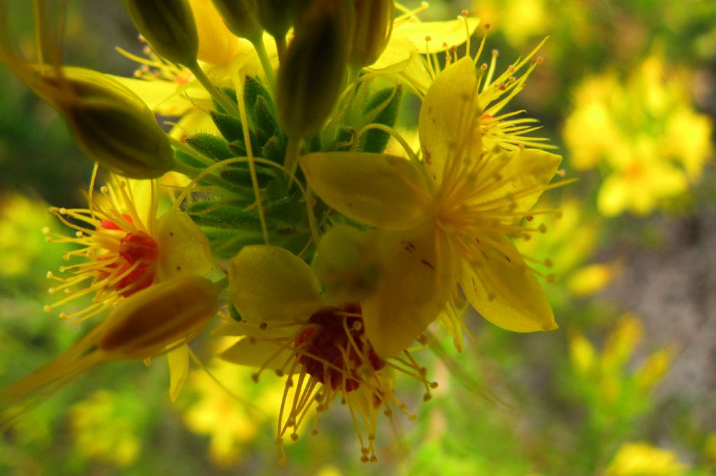 Calytrix aurea (Myrtaceae)  -  Australia (WA)