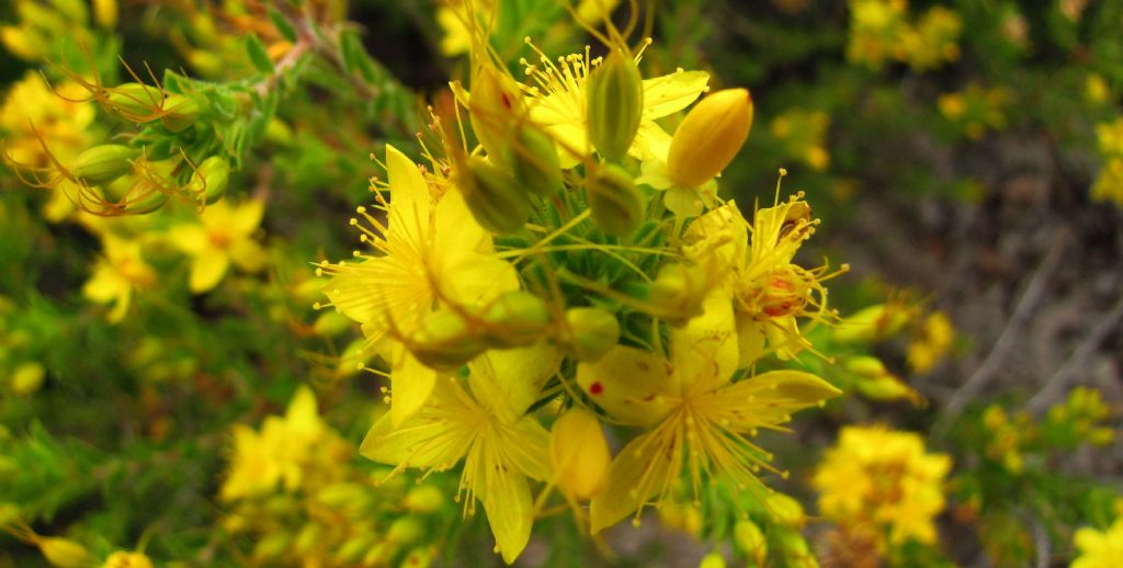 Calytrix aurea (Myrtaceae)  -  Australia (WA)