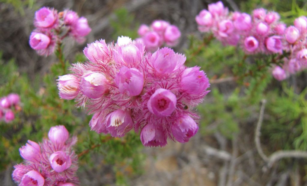 Verticordia pennigera (Myrtaceae) - Australia (WA)