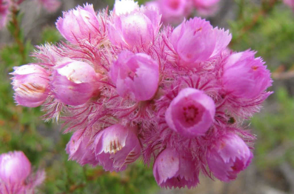 Verticordia pennigera (Myrtaceae) - Australia (WA)