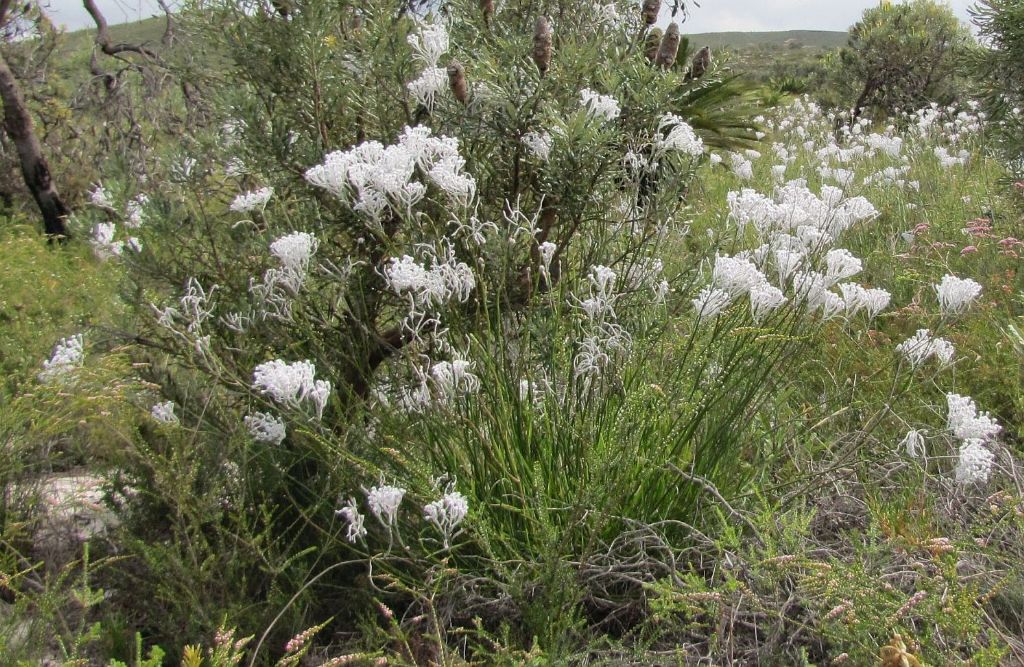 Conospermum crassinervium ( Proteaceae) - Australia (WA)