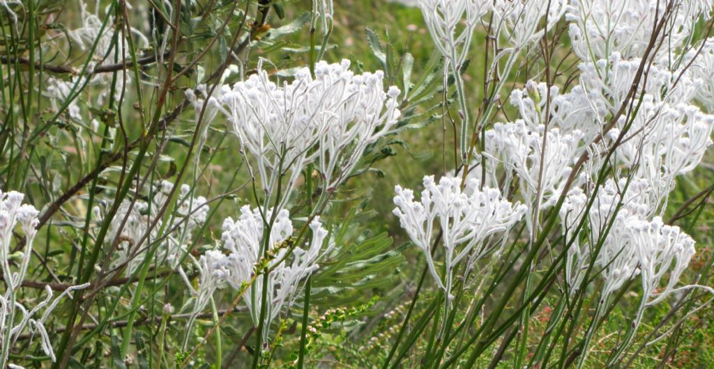 Conospermum crassinervium ( Proteaceae) - Australia (WA)