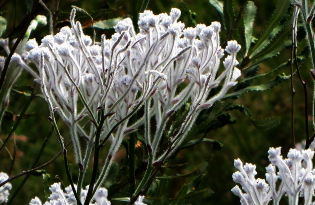 Conospermum crassinervium ( Proteaceae) - Australia (WA)