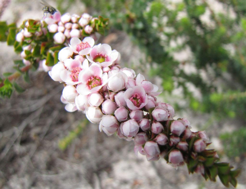 Scholtzia involucrata (Myrtaceae) - Australia (WA)