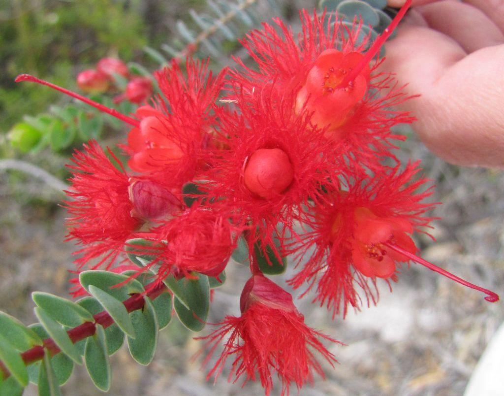 Verticordia grandis  (Myrtaceae) - Australia (WA)