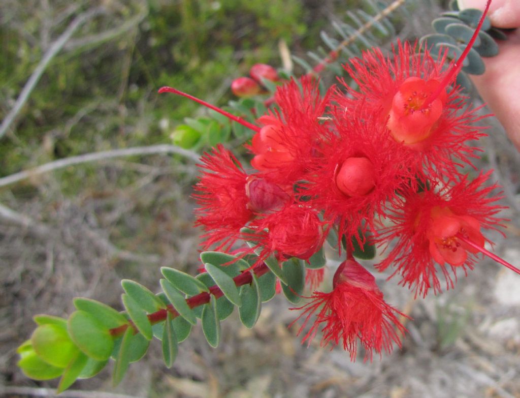 Verticordia grandis  (Myrtaceae) - Australia (WA)