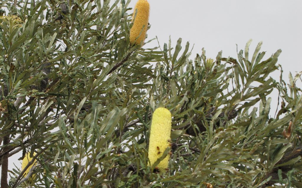 Banksia attenuata (Proteaceae) - Australia (WA)