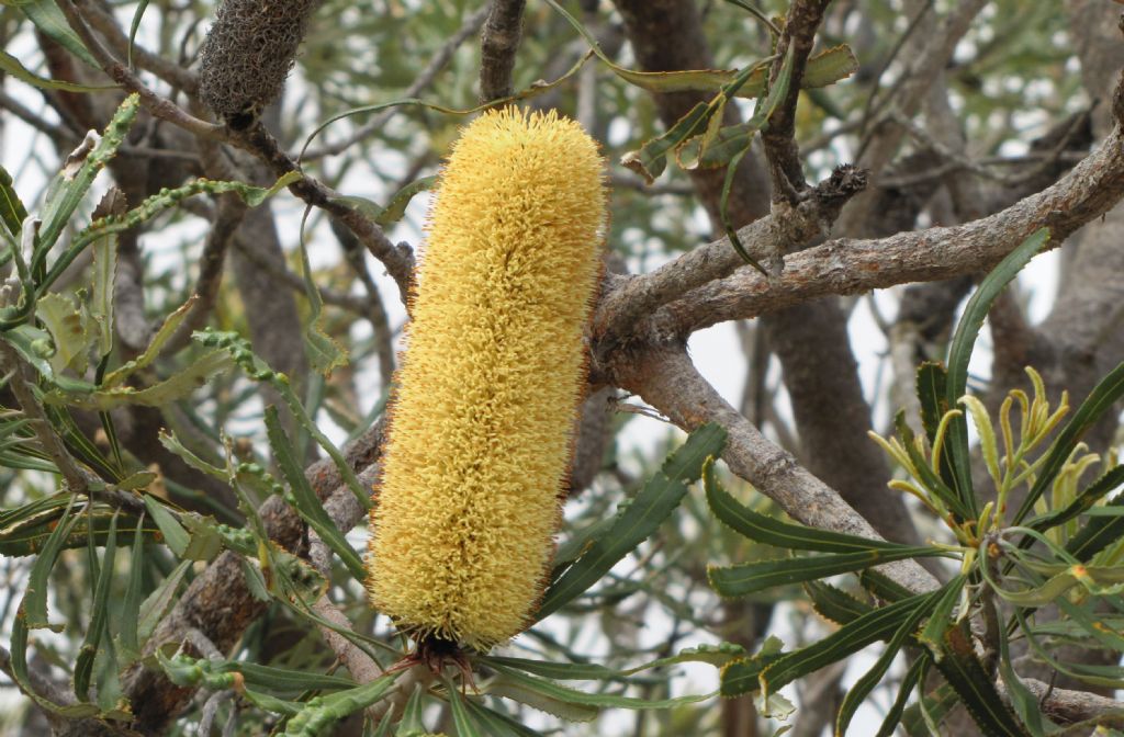 Banksia attenuata (Proteaceae) - Australia (WA)