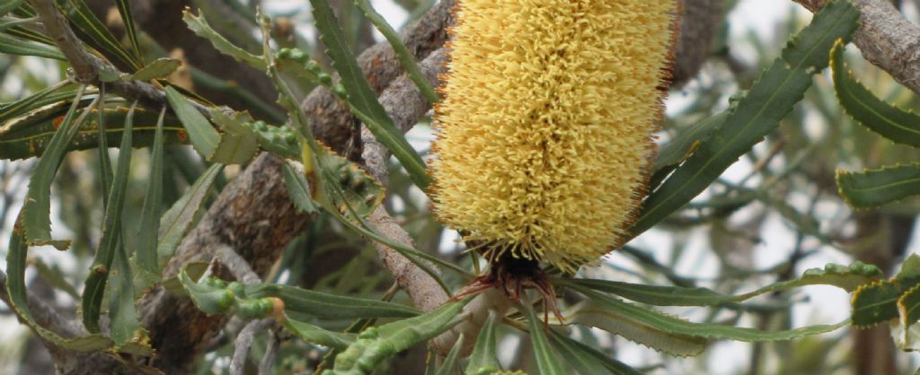 Banksia attenuata (Proteaceae) - Australia (WA)