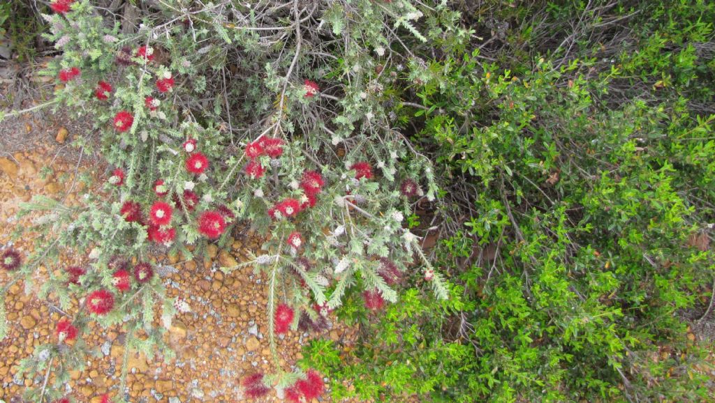 Melaleuca sp. sensu Craven (Myrtaceae) Australia (WA)