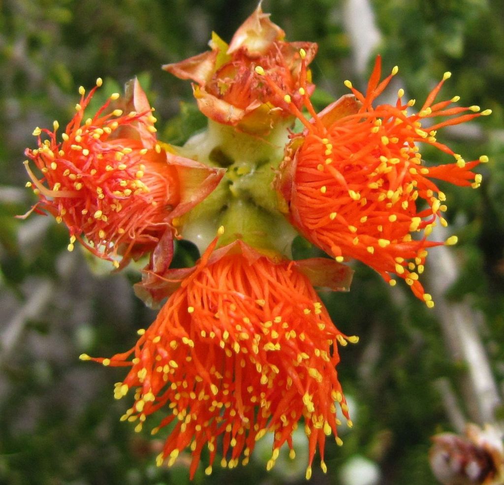 Eremaea cfr. pauciflora (Myrtaceae)  - Australia (WA)