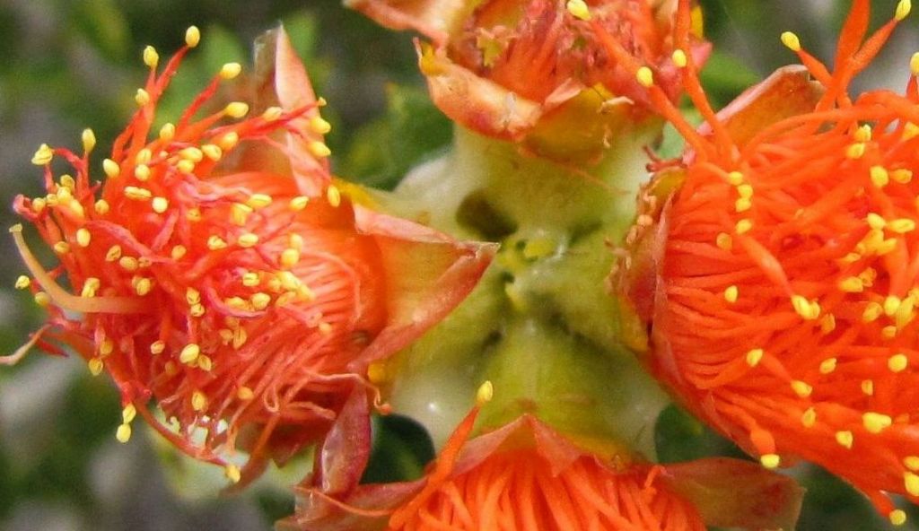 Eremaea cfr. pauciflora (Myrtaceae)  - Australia (WA)