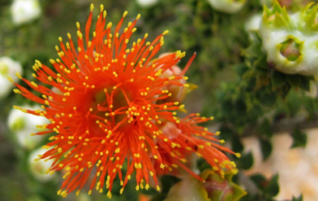 Eremaea cfr. pauciflora (Myrtaceae)  - Australia (WA)