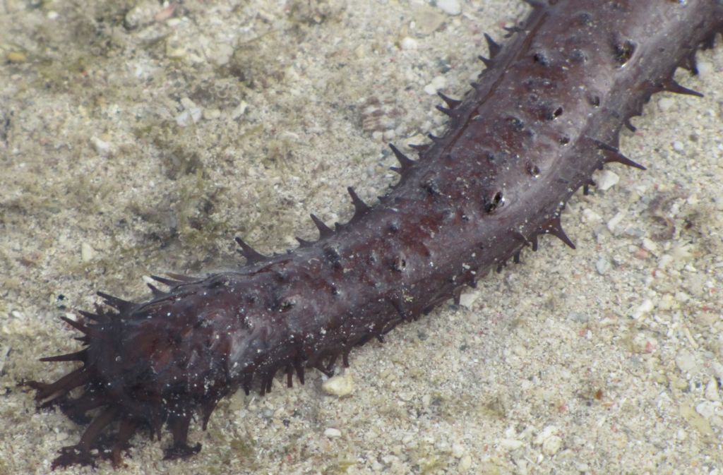 Isole Fiji:Synapta cf.maculata (Echinodermata-Holothuroidea)