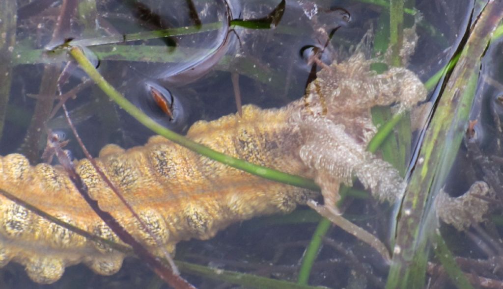 Isole Fiji:Synapta cf.maculata (Echinodermata-Holothuroidea)