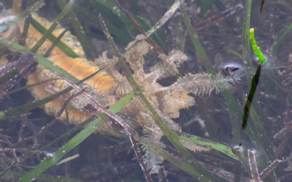 Isole Fiji:Synapta cf.maculata (Echinodermata-Holothuroidea)