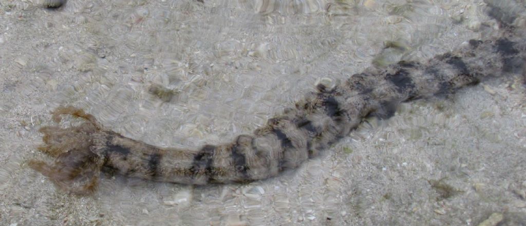 Isole Fiji:Synapta cf.maculata (Echinodermata-Holothuroidea)