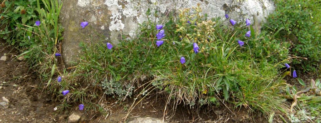 Campanula altoatesina:  Campanula cfr. scheuchzeri (Campanulaceae)