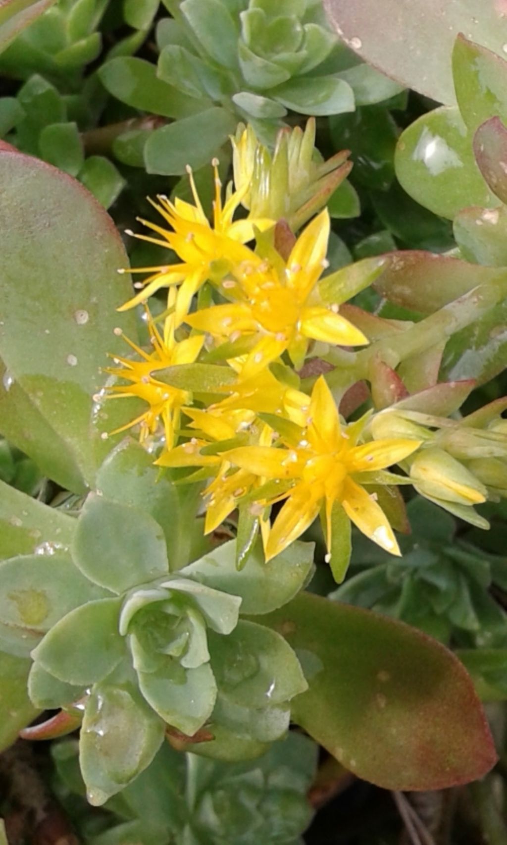 Sedum palmeri  (Crassulaceae) - Turchia - [Messico]