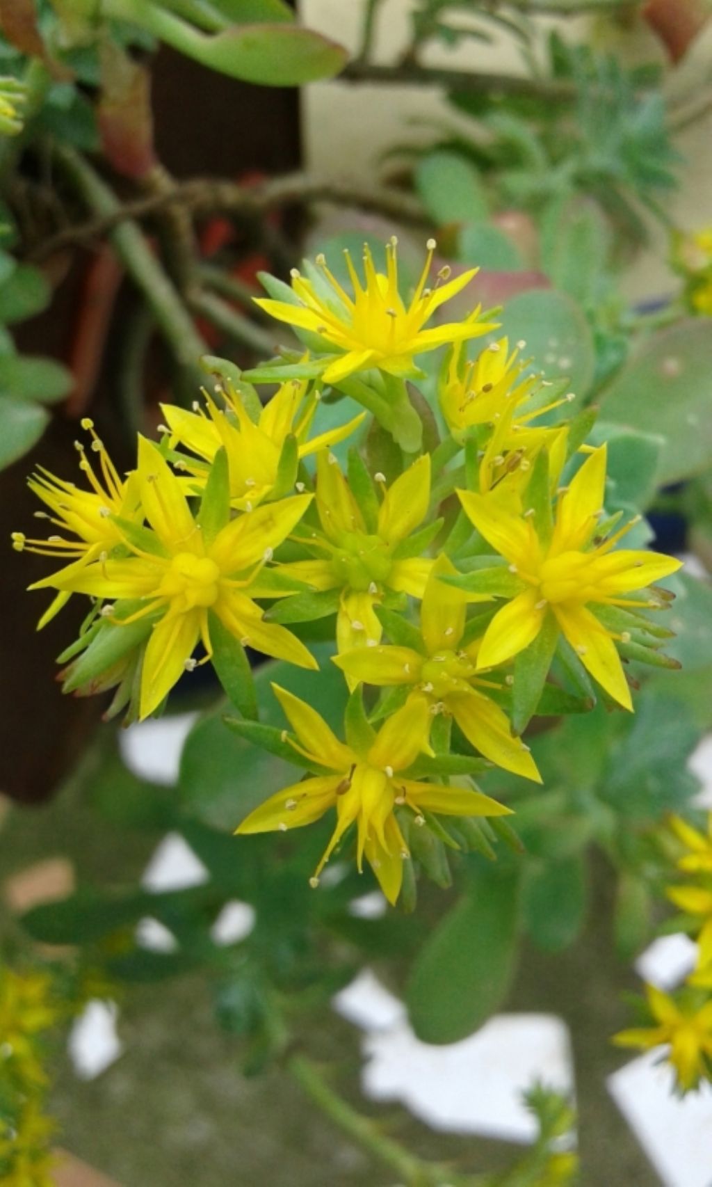 Sedum palmeri  (Crassulaceae) - Turchia - [Messico]