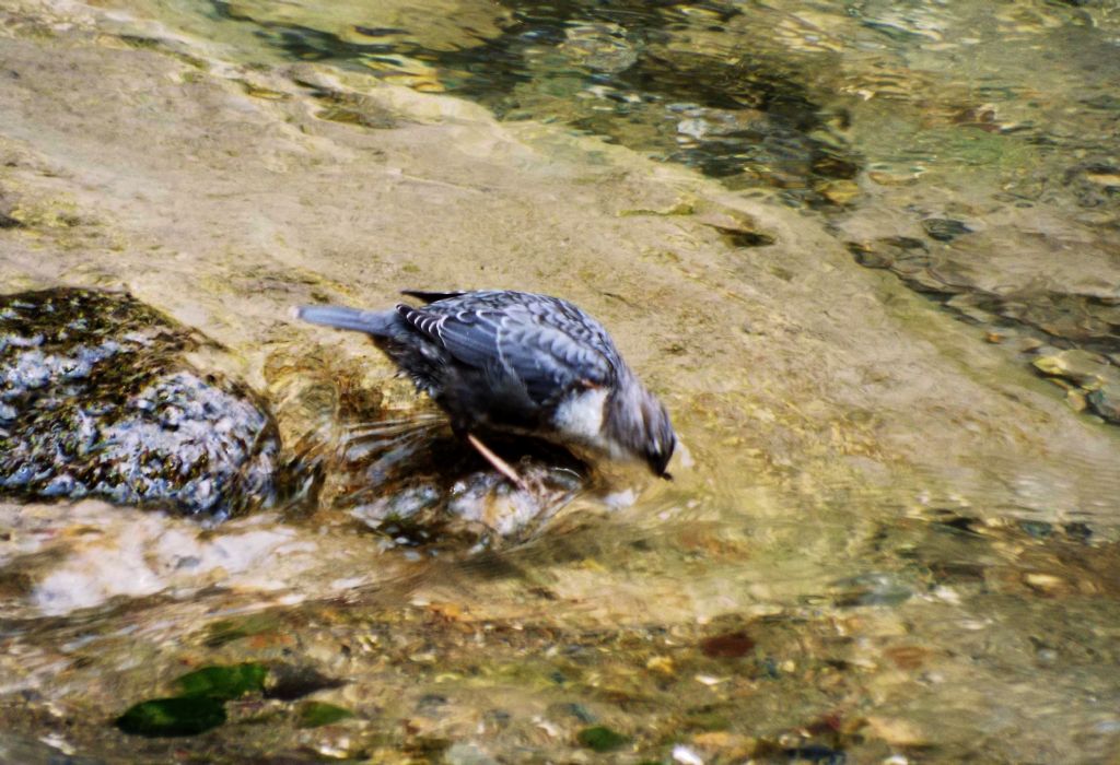 Cinclus cinclus  (Merlo acquaiolo)