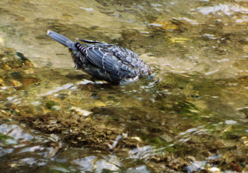 Cinclus cinclus  (Merlo acquaiolo)