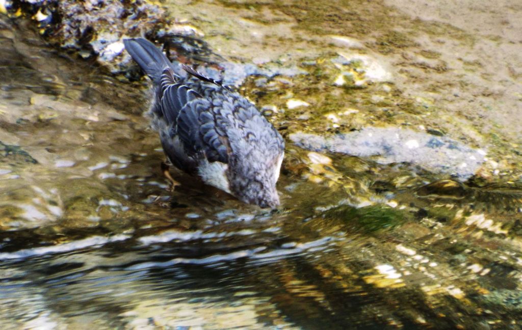 Cinclus cinclus  (Merlo acquaiolo)