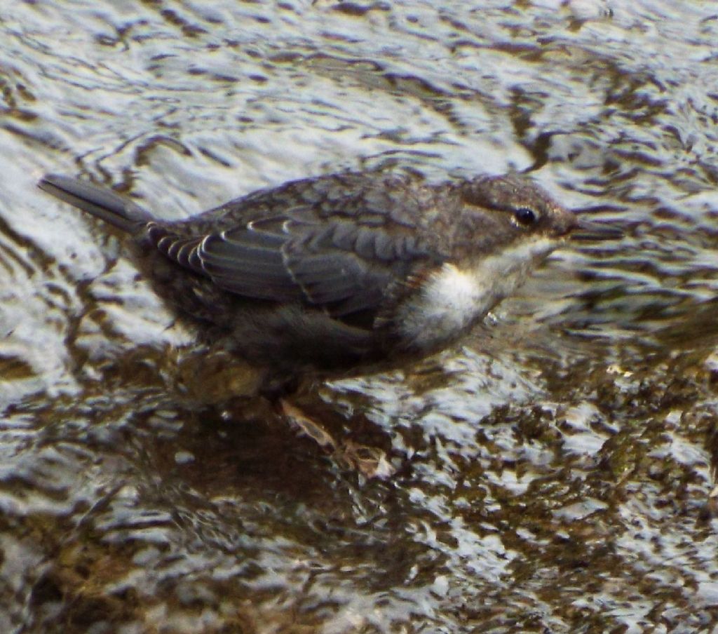 Cinclus cinclus  (Merlo acquaiolo)