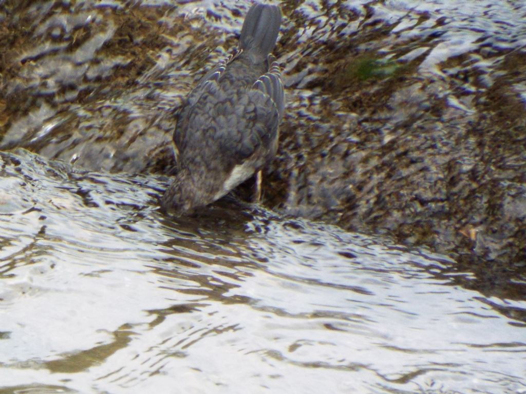 Cinclus cinclus  (Merlo acquaiolo)