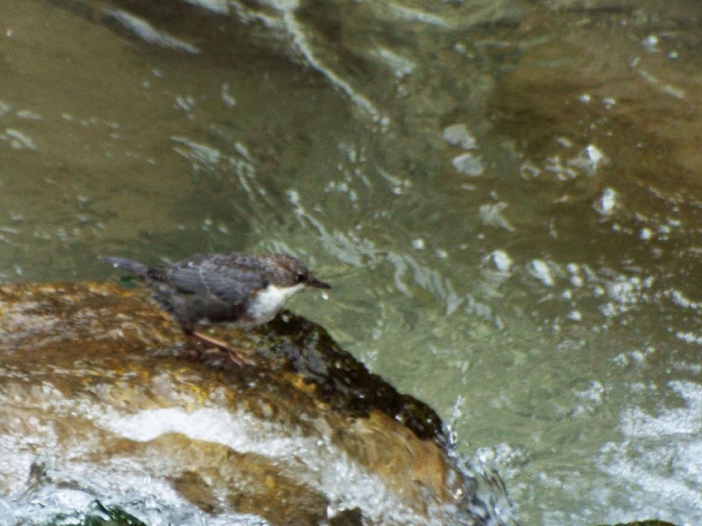 Cinclus cinclus  (Merlo acquaiolo)