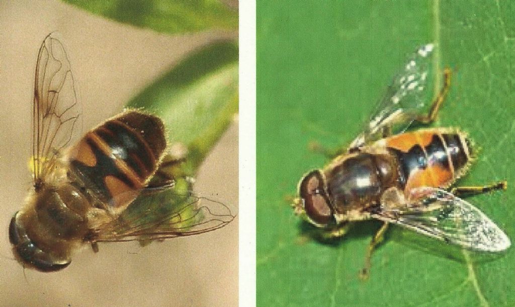 Eristalis sp.  (E. lineata o E. jugorum)