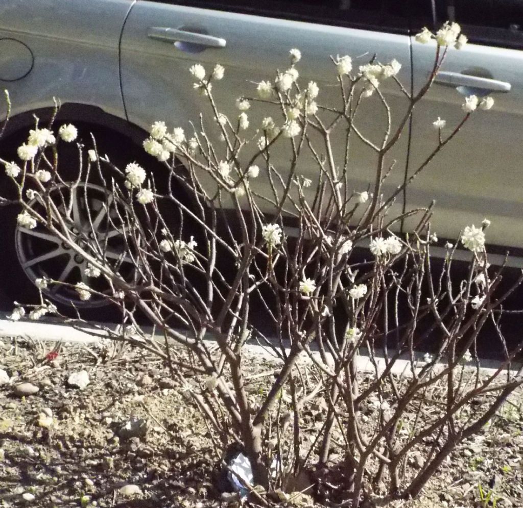 Edgeworthia tomentosa (Thymelaeaceae) - Italia [Cina]