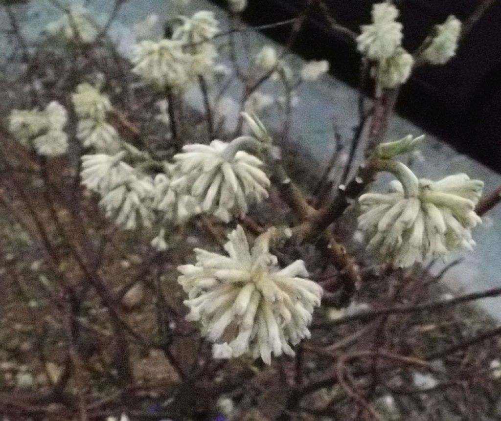 Edgeworthia tomentosa (Thymelaeaceae) - Italia [Cina]