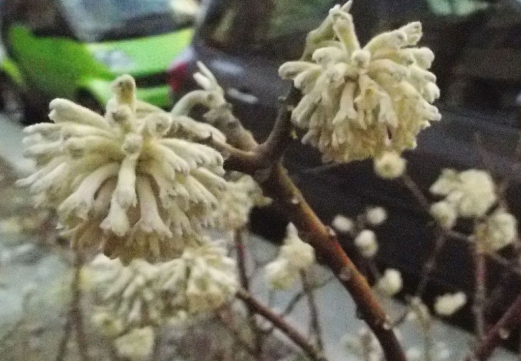 Edgeworthia tomentosa (Thymelaeaceae) - Italia [Cina]