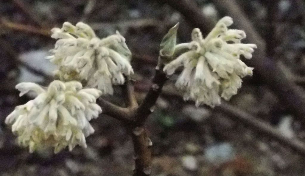 Edgeworthia tomentosa (Thymelaeaceae) - Italia [Cina]