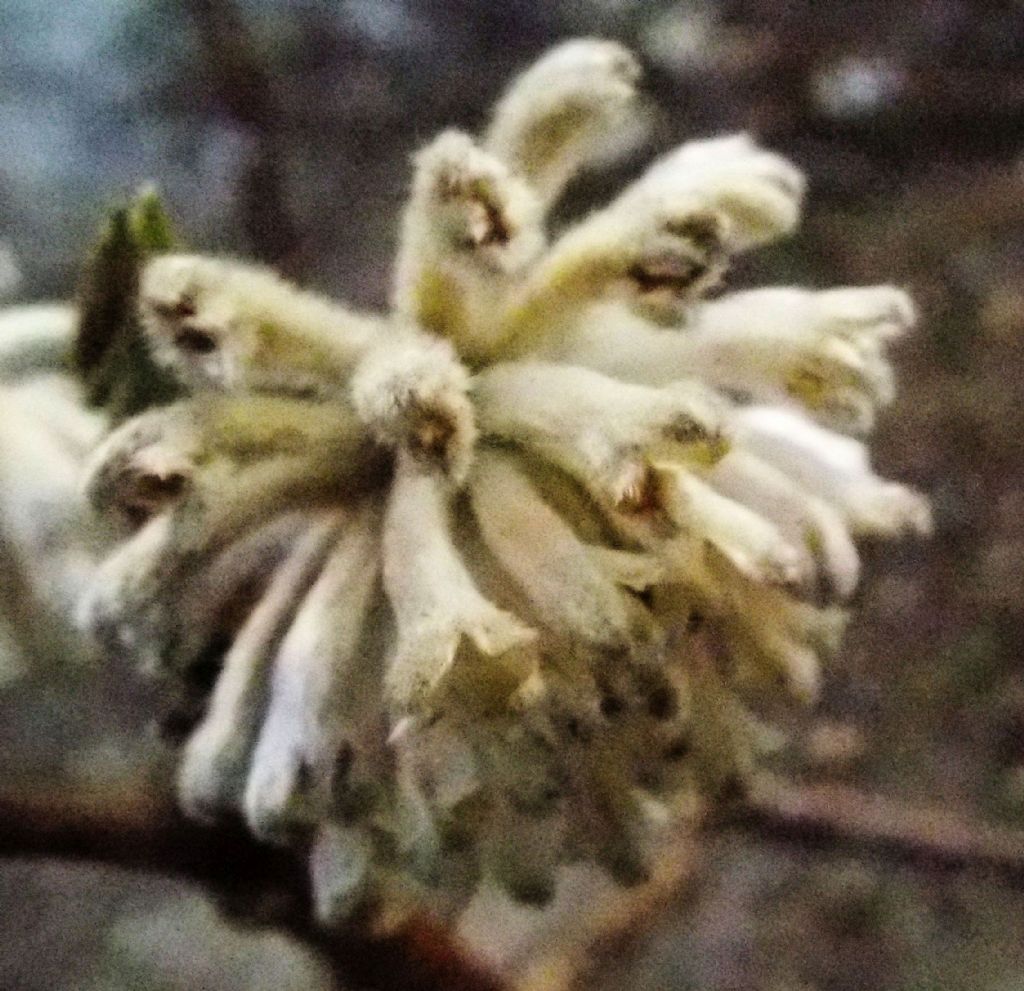 Edgeworthia tomentosa (Thymelaeaceae) - Italia [Cina]