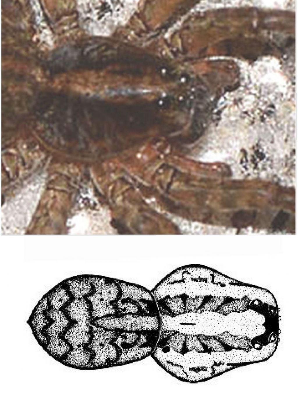 Lycosidae: Trochosa sp. - Bannio Anzino  (VB)