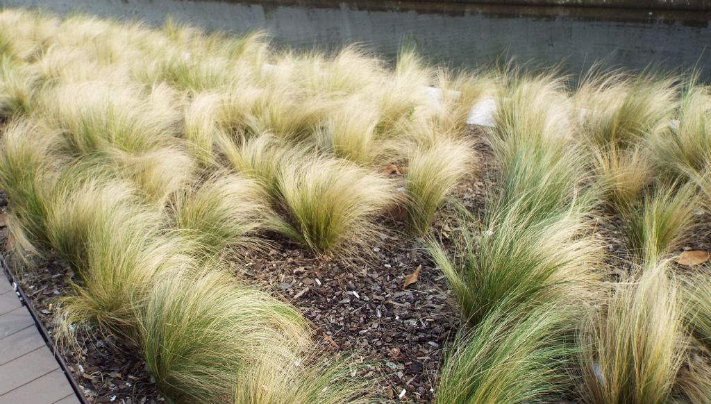 Nassella tenuissima (cv ?) (Poaceae) - Italia [Mesoamerica]