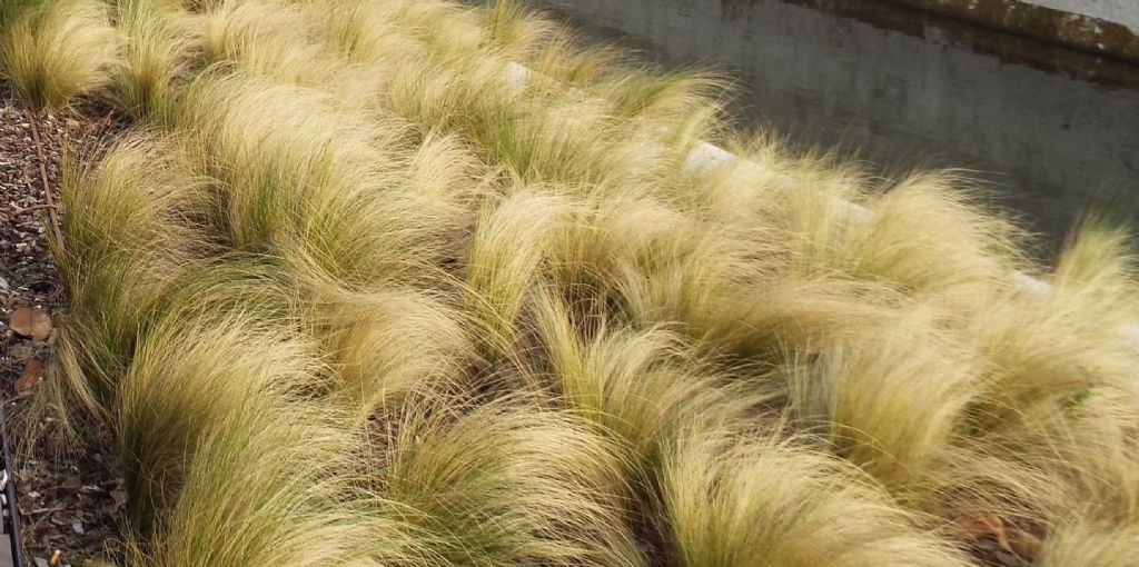 Nassella tenuissima (cv ?) (Poaceae) - Italia [Mesoamerica]