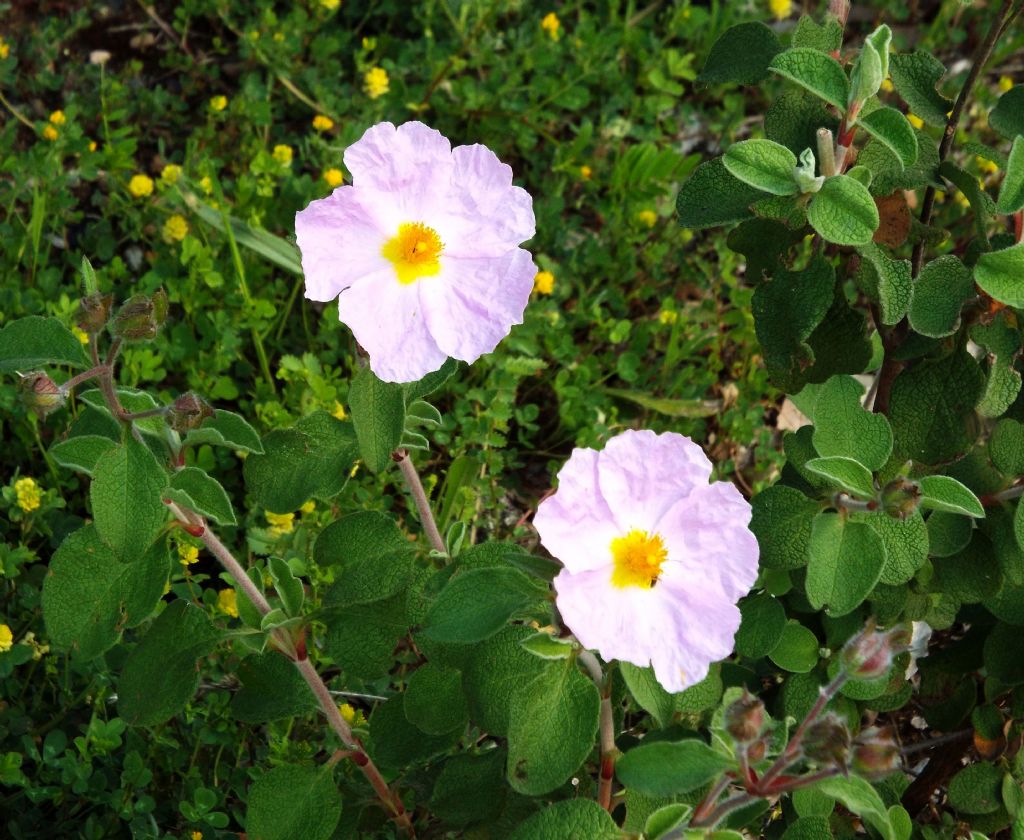 Cistus creticus subsp. eriocephalus (Malvales - Cistaceae)