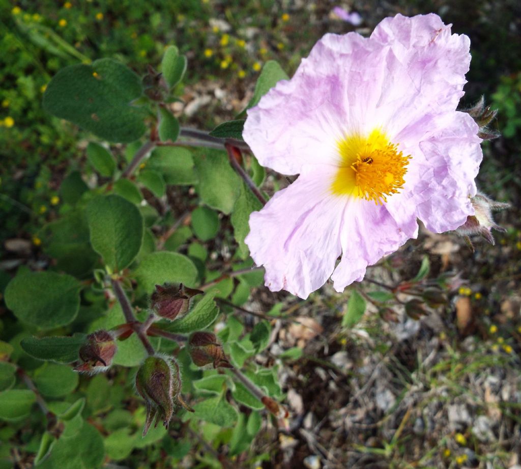 Cistus creticus subsp. eriocephalus (Malvales - Cistaceae)