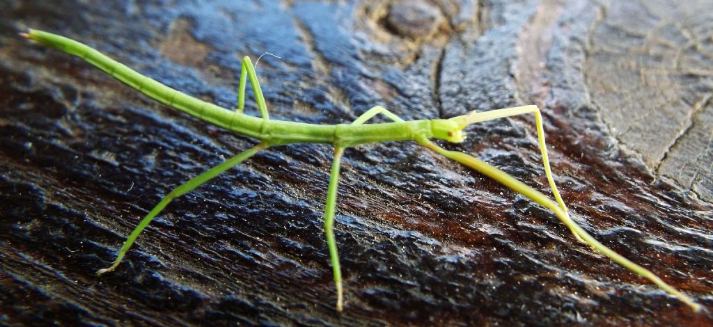 Phasmatodea: Clonopsis gallica, femmina / Insetto stecco (Bacillidae)