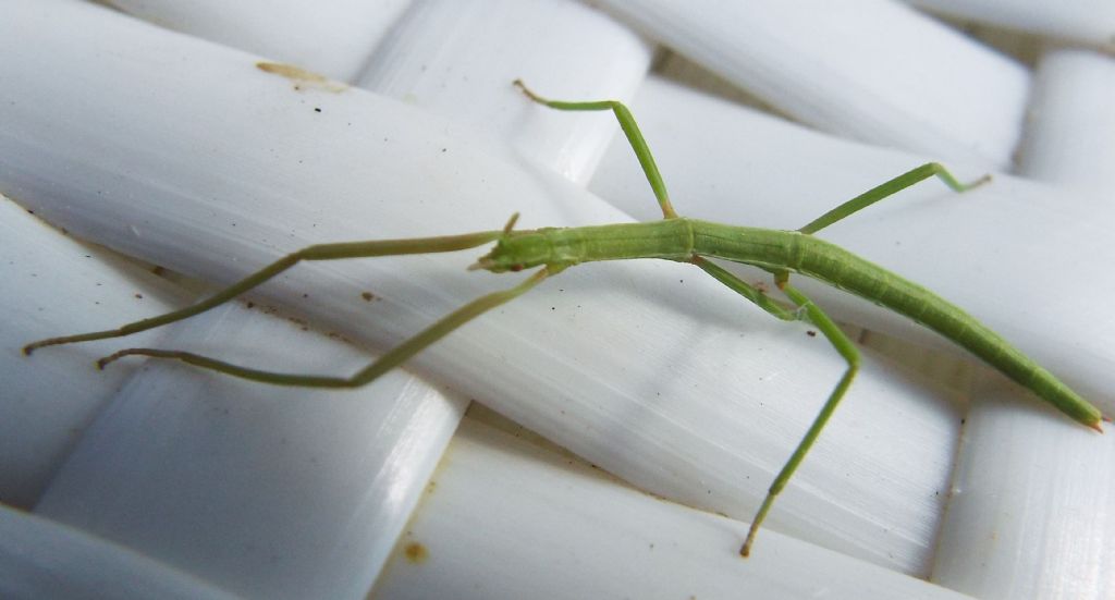 Phasmatodea: Clonopsis gallica, femmina / Insetto stecco (Bacillidae)