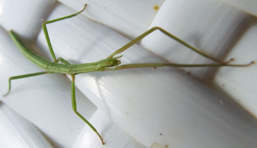 Phasmatodea: Clonopsis gallica, femmina / Insetto stecco (Bacillidae)