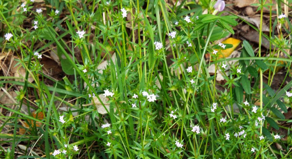 Sherardia arvensis / Toccamano