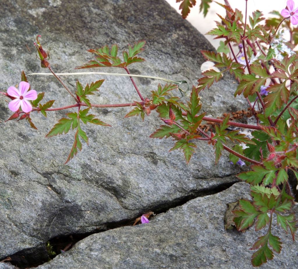 Geranium robertianum (Geraniaceae)