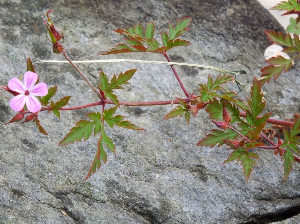 Geranium robertianum (Geraniaceae)