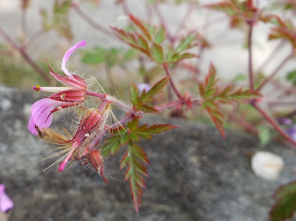 Geranium robertianum (Geraniaceae)