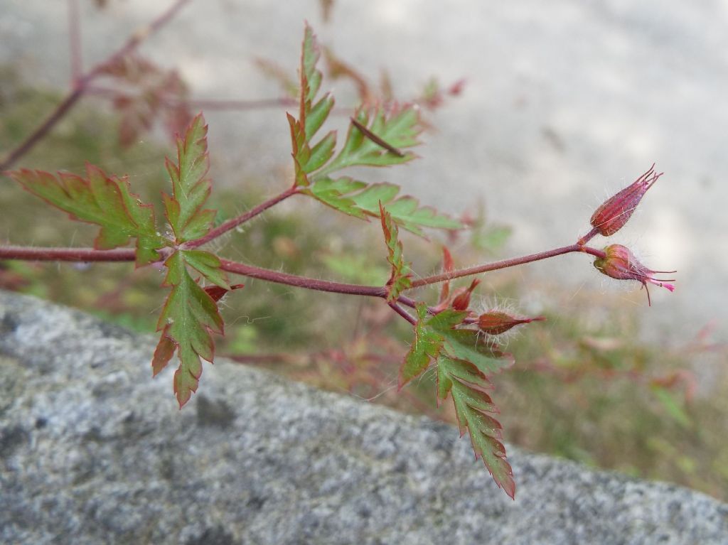 Geranium robertianum (Geraniaceae)