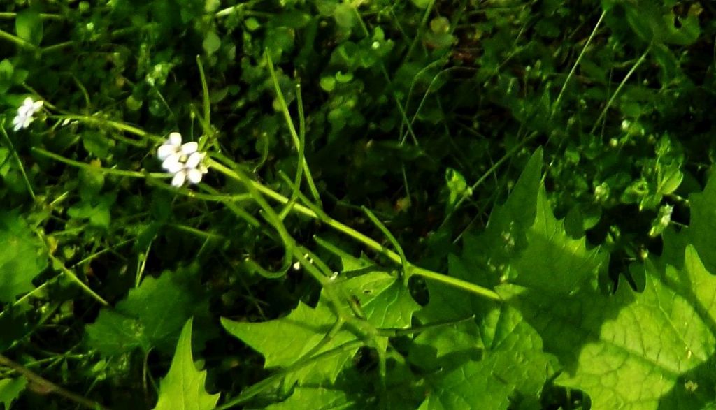 Alliaria petiolata  (Brassicaceae)